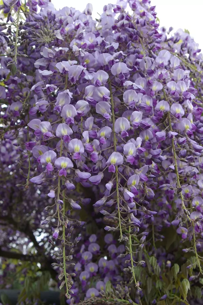 Wisteria Prolific flower