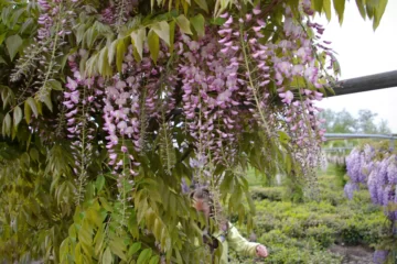 Wisteria Rosea flowers Honbeni