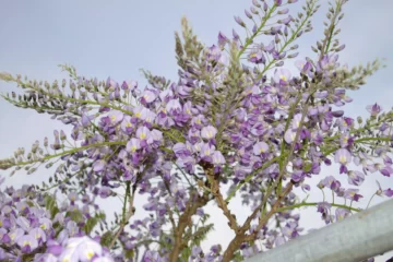 Wisteria sinensis flowers