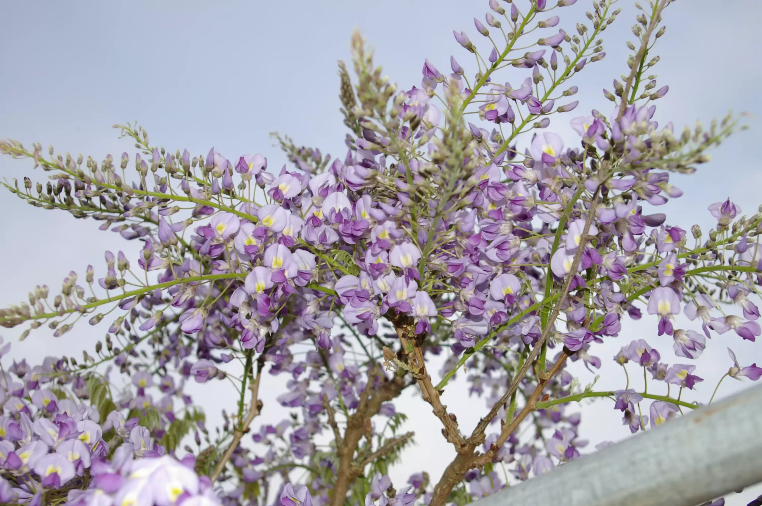 Wisteria Sinensis