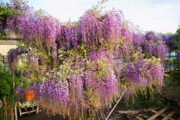 Wisteria Murasaki Noda tree