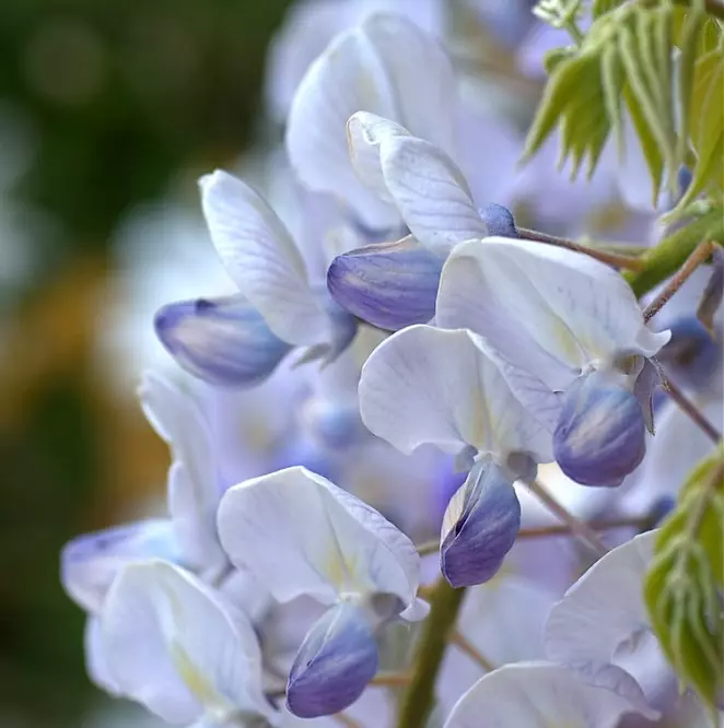 Wisteria floribunda Blue Dream