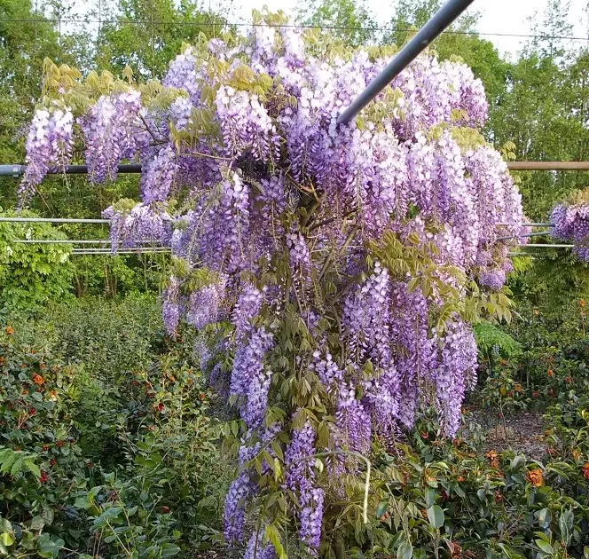 Wisteria sinensis Caroline