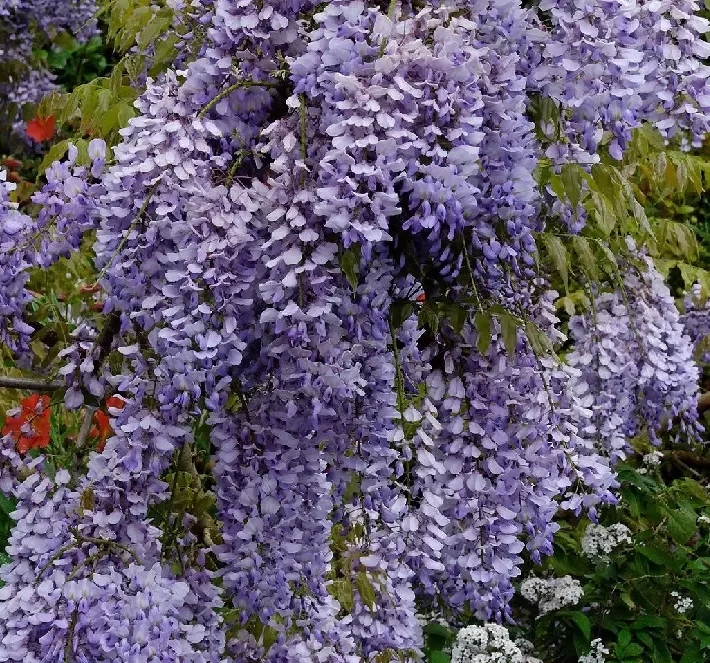 Wisteria sinensis Amethyst