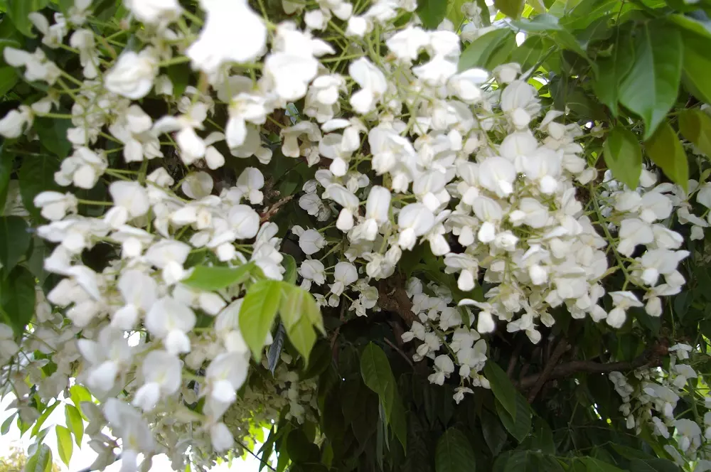 Wisteria brachybotrys Shiro Kapitan