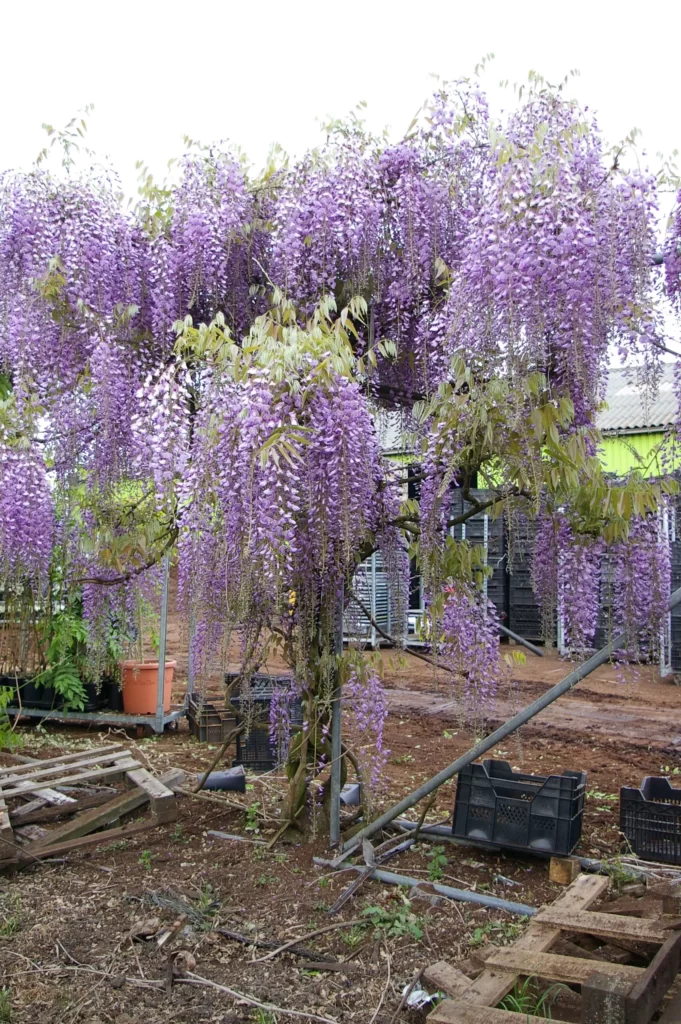 Wisteria Murasaki Noda tree