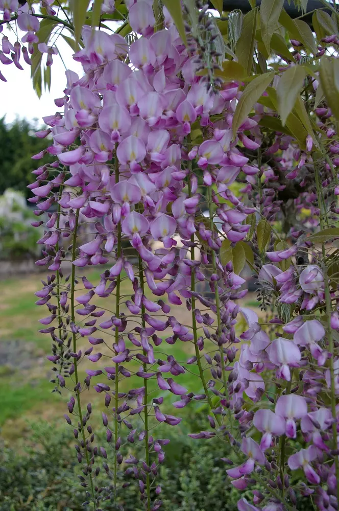 Wisteria prematura flower