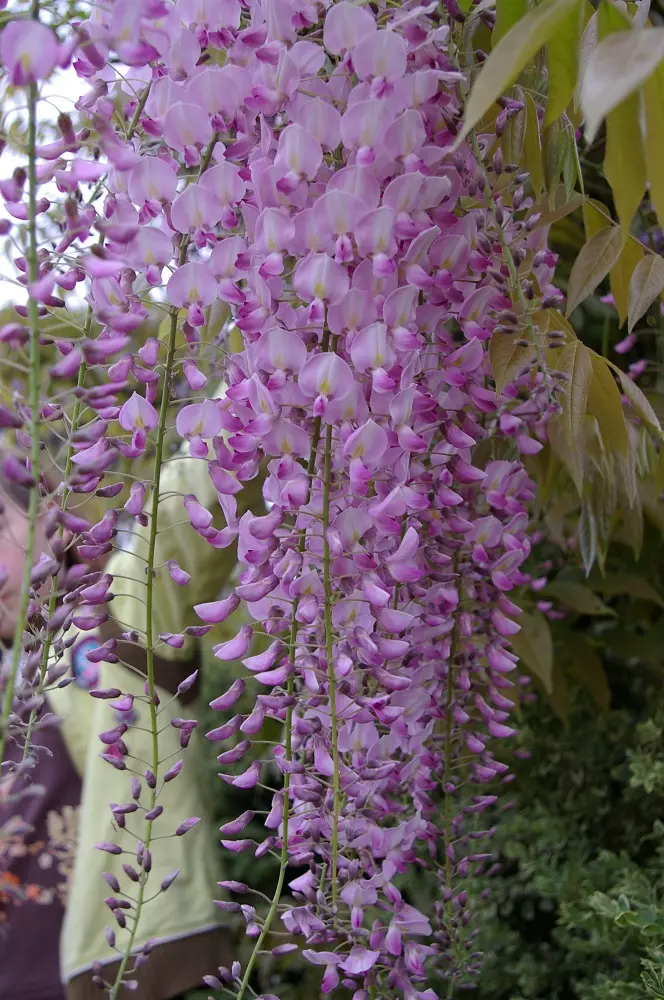 Wisteria prematura flower